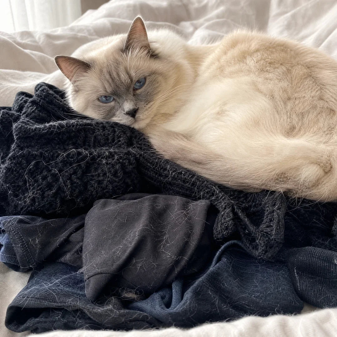 Cat lying on dark clothes covered in pet hair